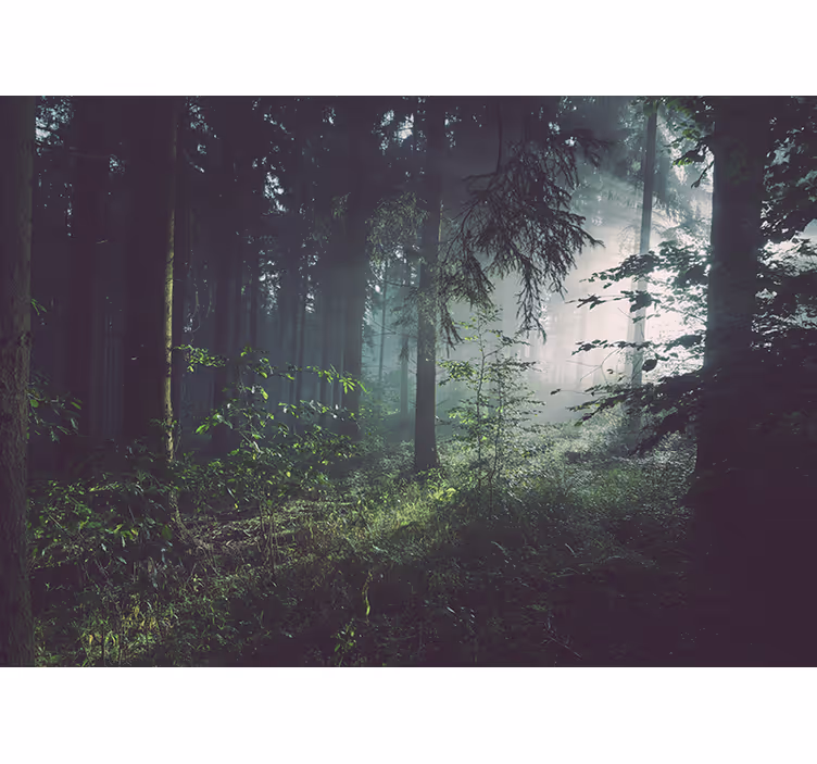 Fototapet natur grønnskende skoglandskap - Tenstickers