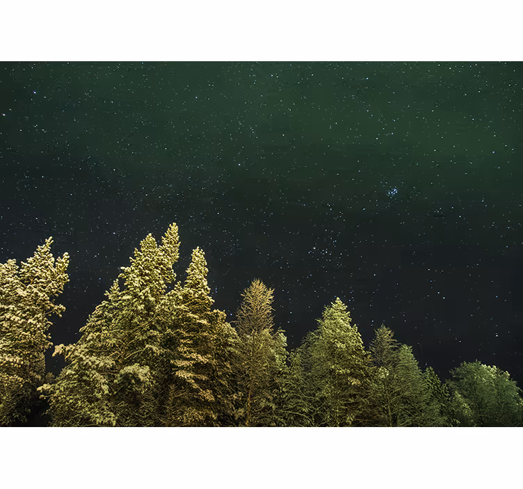 Fototapet skog stjerneklar furuområde - Tenstickers