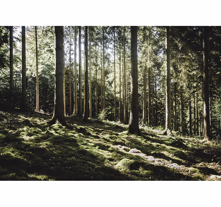 Fototapet skog rolig skogscene - Tenstickers