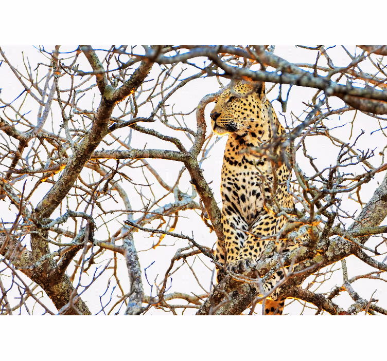 Leopard blant grener fototapet dyr - Tenstickers