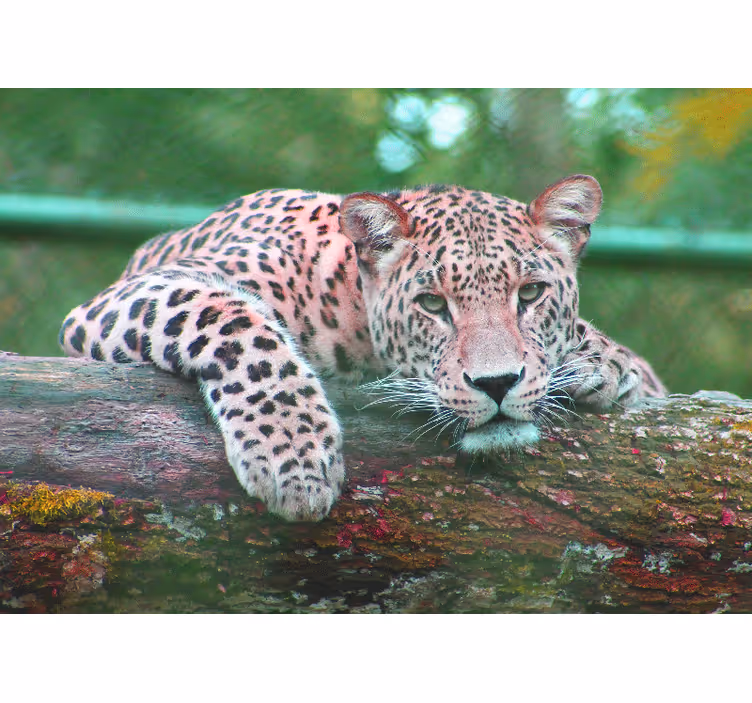 Jaguar jungel skogsdyr fototapet stue - Tenstickers