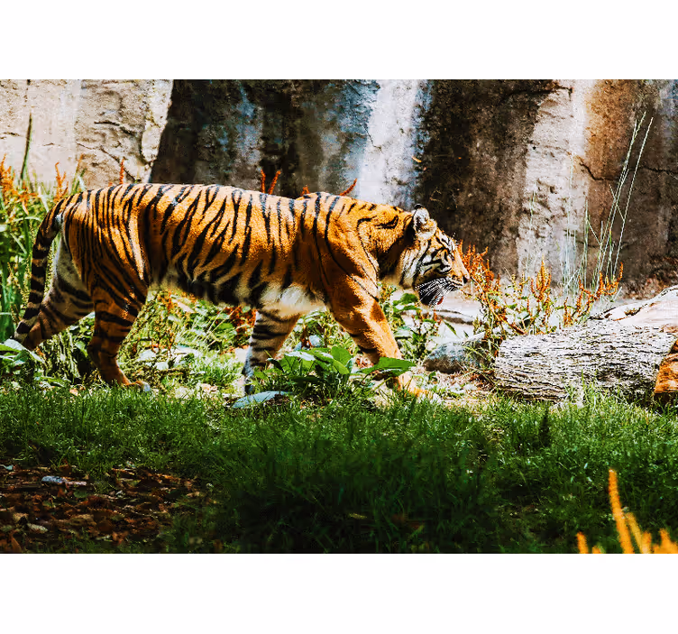 Fototapet dyr majestetisk tigergang - Tenstickers