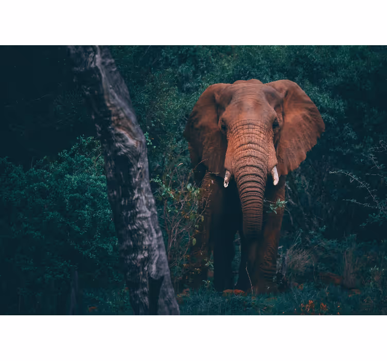 Fototapet dyr majestetisk elefant nærvær - Tenstickers