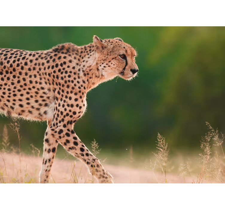 Fototapet dyr gepard i bevegelse - Tenstickers