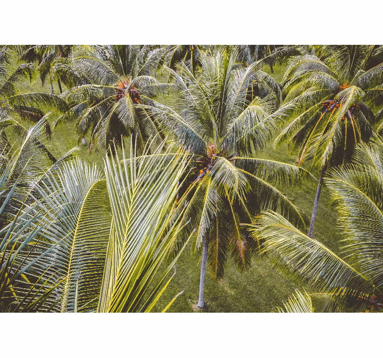 Fototapet natur frodige palmeblader - Tenstickers