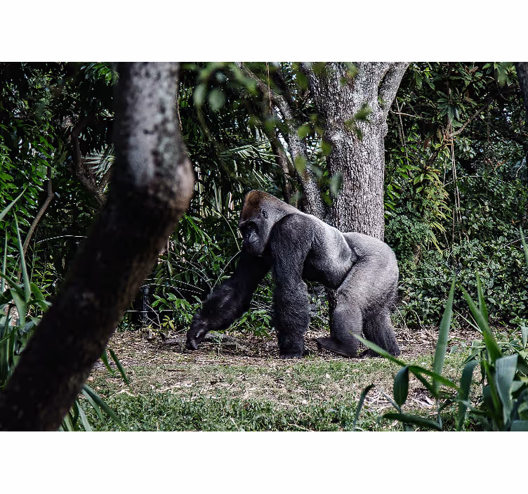Sølvsvart gorilla ved siden av trær fototapet stue - Tenstickers