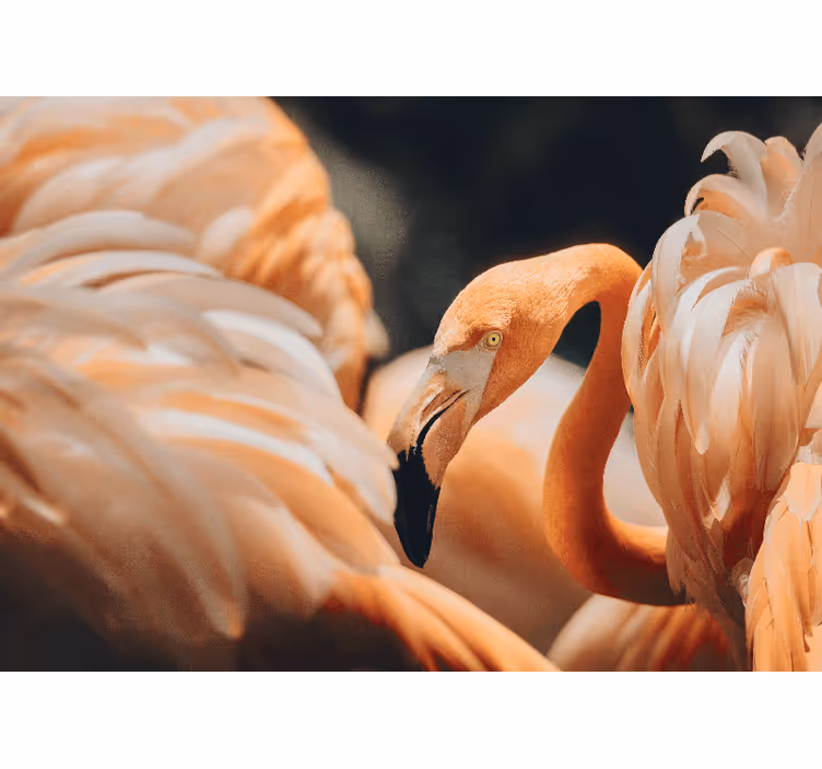 Fototapet dyr elegant flamingo scene - Tenstickers