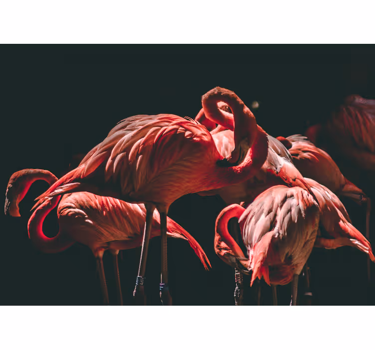 Kant lyser rosa flamingoer fototapet stue - Tenstickers