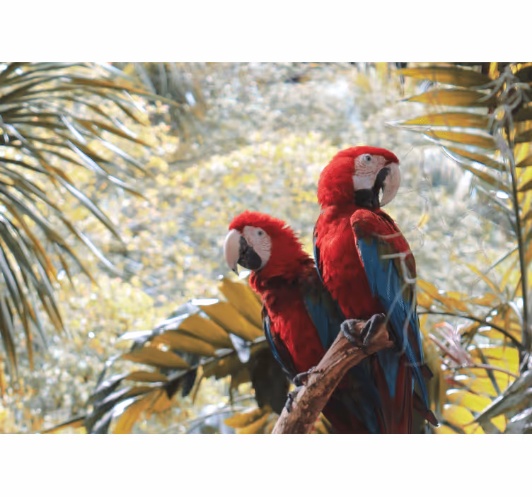 Fototapet dyr scarlet macaw-par - Tenstickers