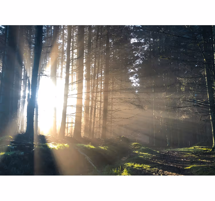 Fototapet skog opplyst skogsti - Tenstickers