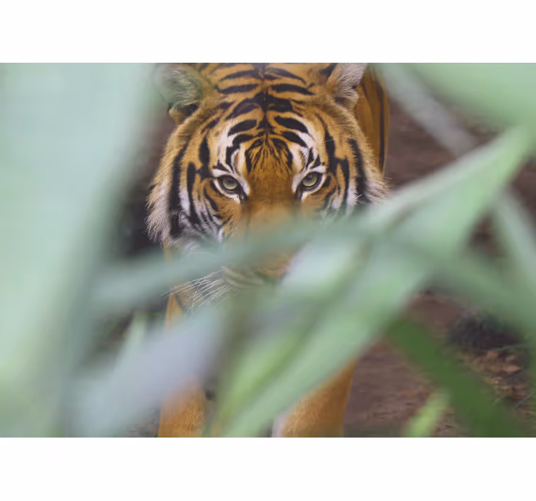 Tiger ansikt skog blader fototapet stue - Tenstickers