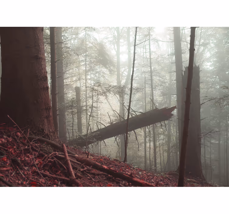 Pieniny tåkete skog fototapet natur - Tenstickers