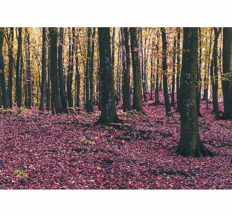 Fototapet natur ro i skogen - Tenstickers