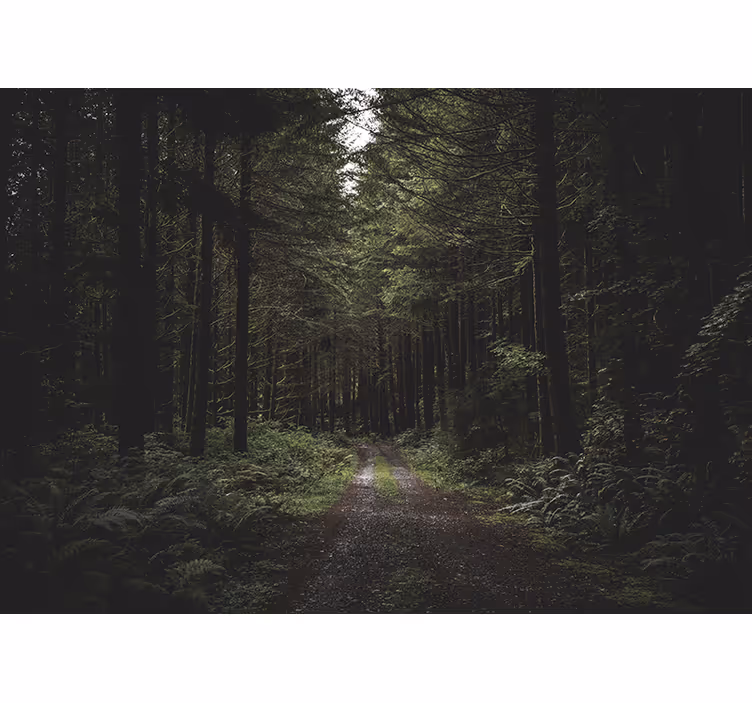 Gate gjennom en mørk skog fototapet skog - Tenstickers