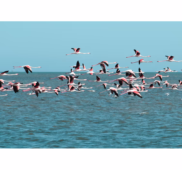 Fototapet dyr flamingoer over vann - Tenstickers