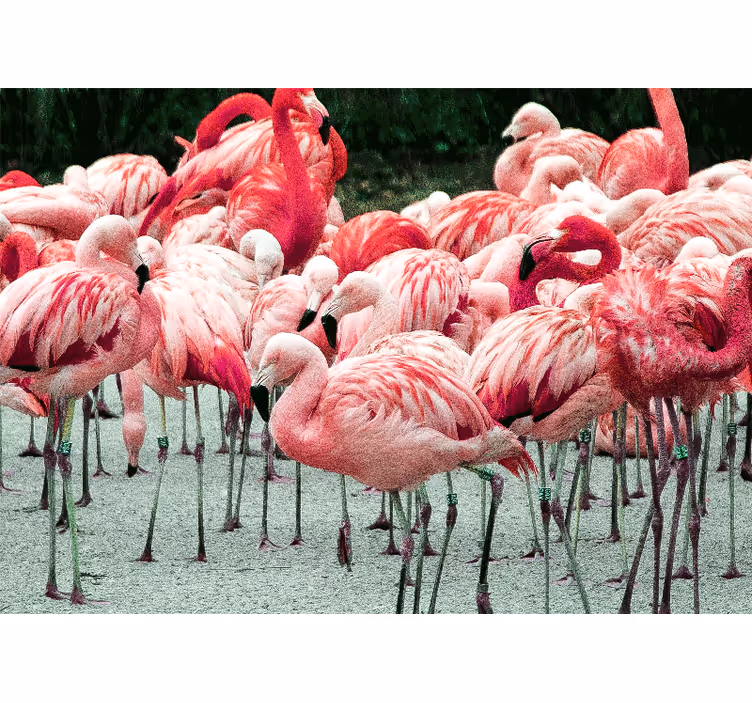Fototapet dyr flamingoflokk - Tenstickers