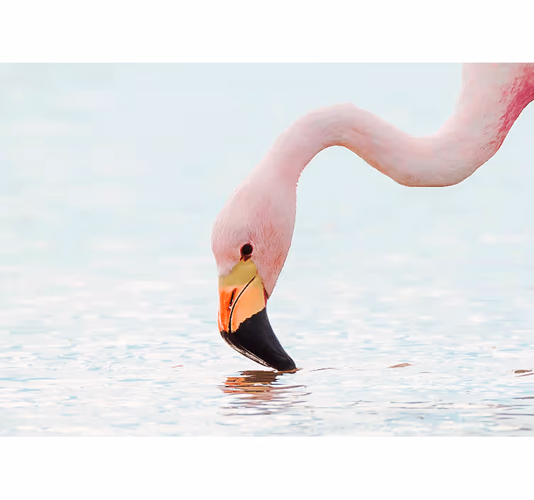 Fototapet dyr flamingo vannrefleksjon - Tenstickers