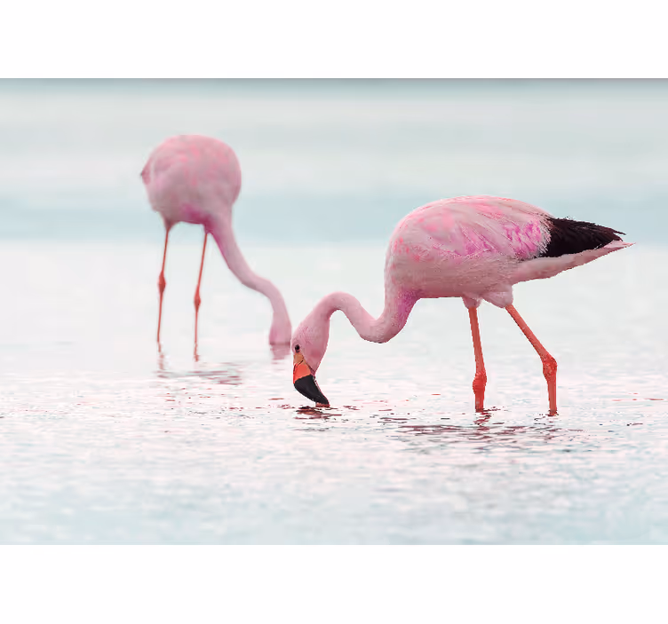 Vakker rosa flamingo i vann fototapet midtgang - Tenstickers