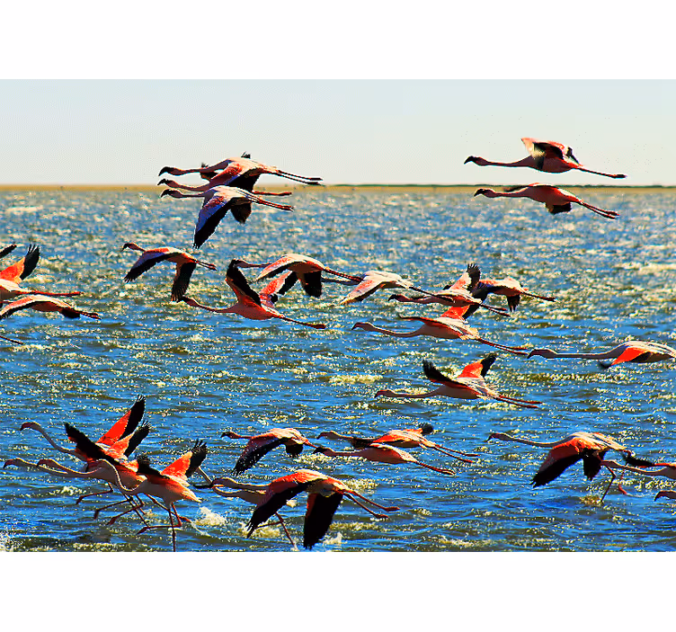 Fototapet dyr flamingogruppe - Tenstickers