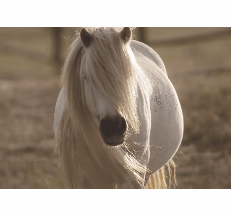 Fototapet dyr regal hvit hest - Tenstickers
