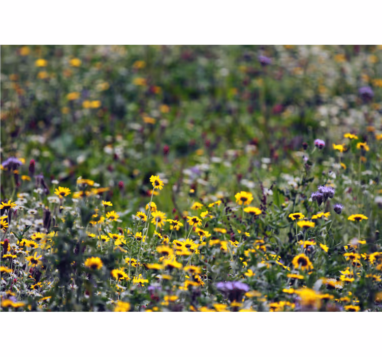 Fototapet blomster solfylte engblomster - Tenstickers