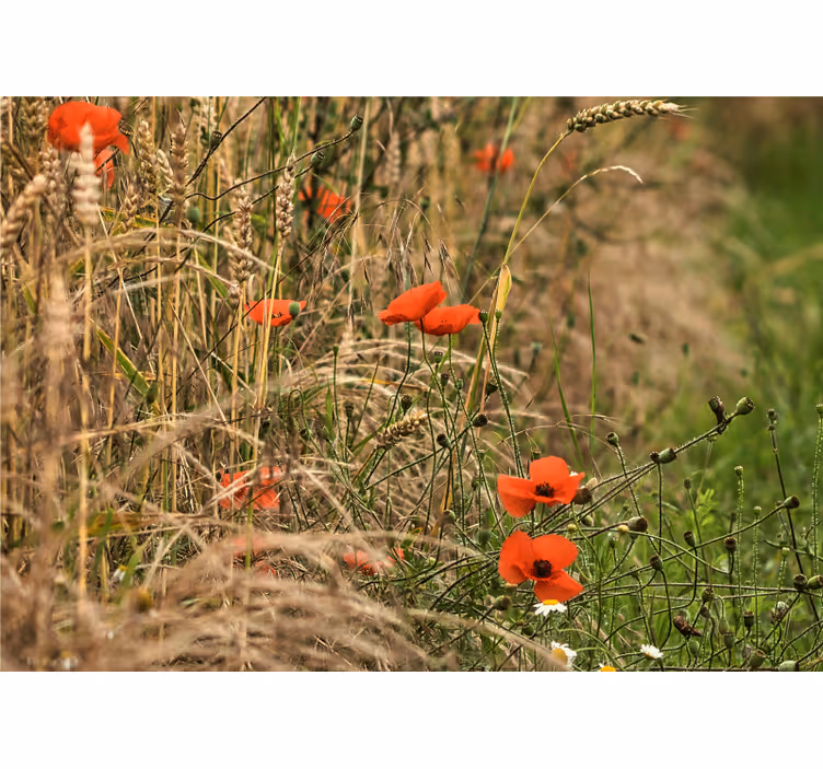 Fototapet valmue englands blomstereng - Tenstickers