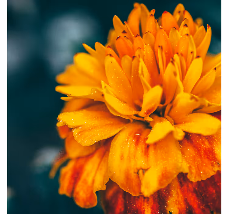 Fototapet blomster nærbilde av oransje blomst - Tenstickers