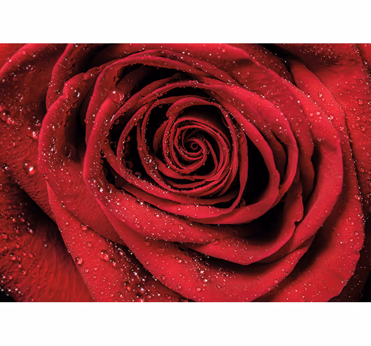 Fototapet blomster rose med vanndråper - Tenstickers