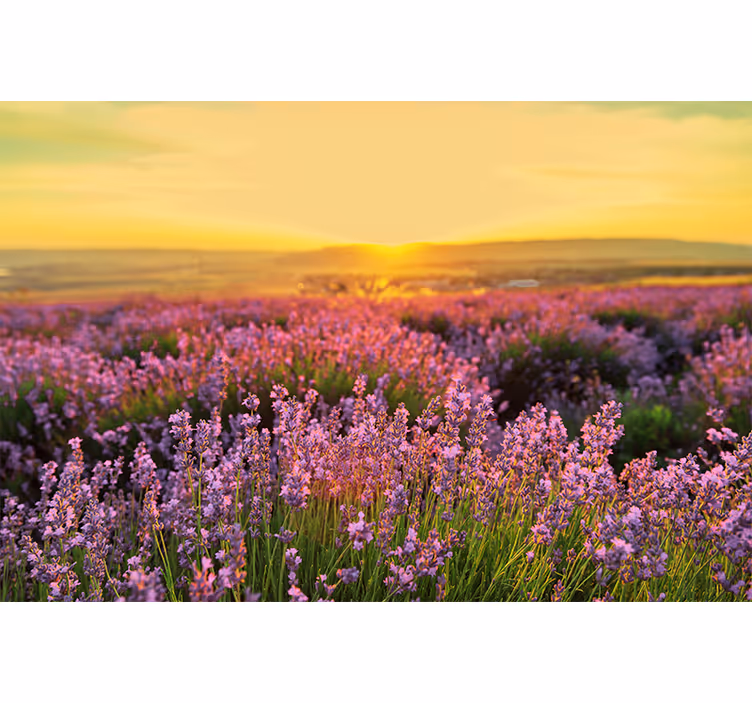 Fototapet blomster lavendeleng skumring - Tenstickers