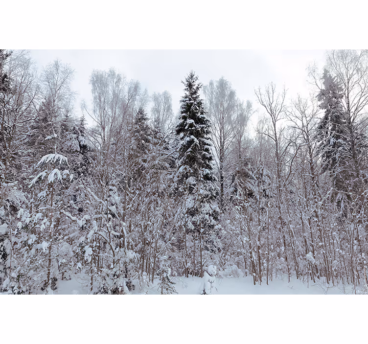 Vinterskogscene fototapet skog - Tenstickers