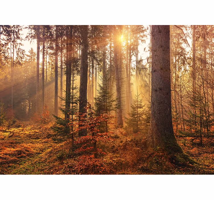 Rød fargerik høstskog fototapet natur - Tenstickers