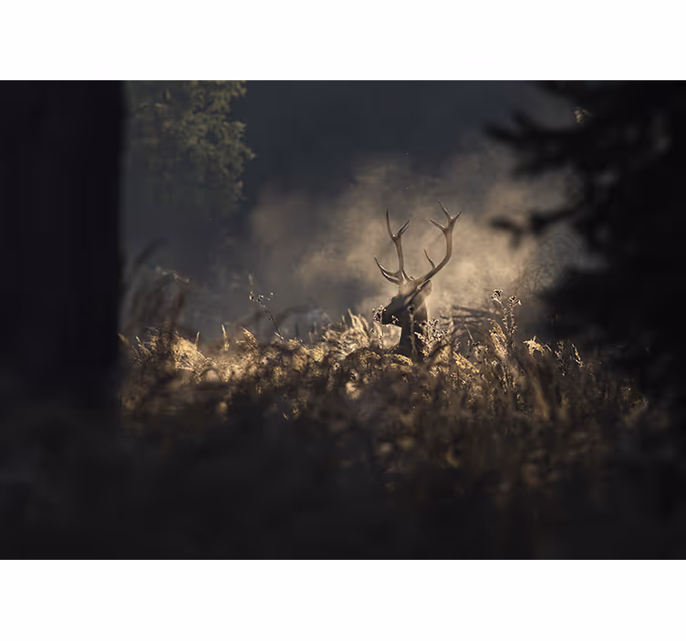 Morgen tåkete skog med rådyr fototapet natur - Tenstickers