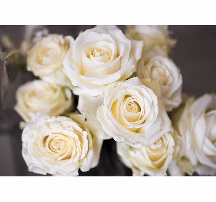 Fototapet blomster elegante hvite roser - Tenstickers