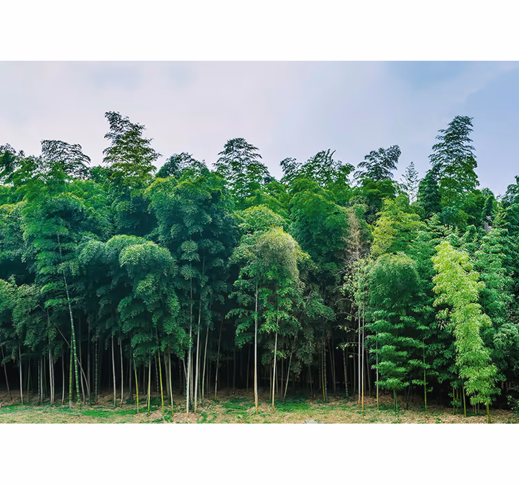 Fototapet natur bambusskog landskap - Tenstickers