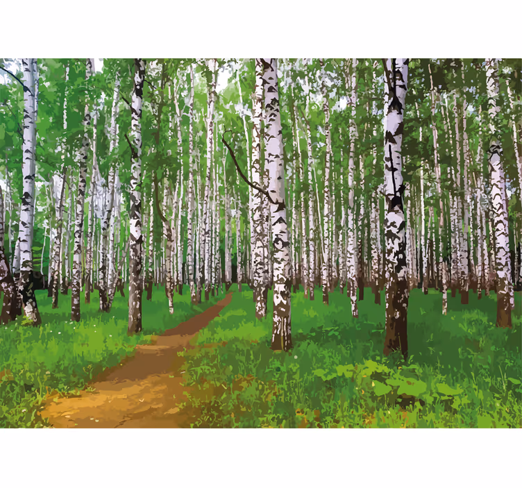 Fototapet natur bjørkeskogsti - Tenstickers