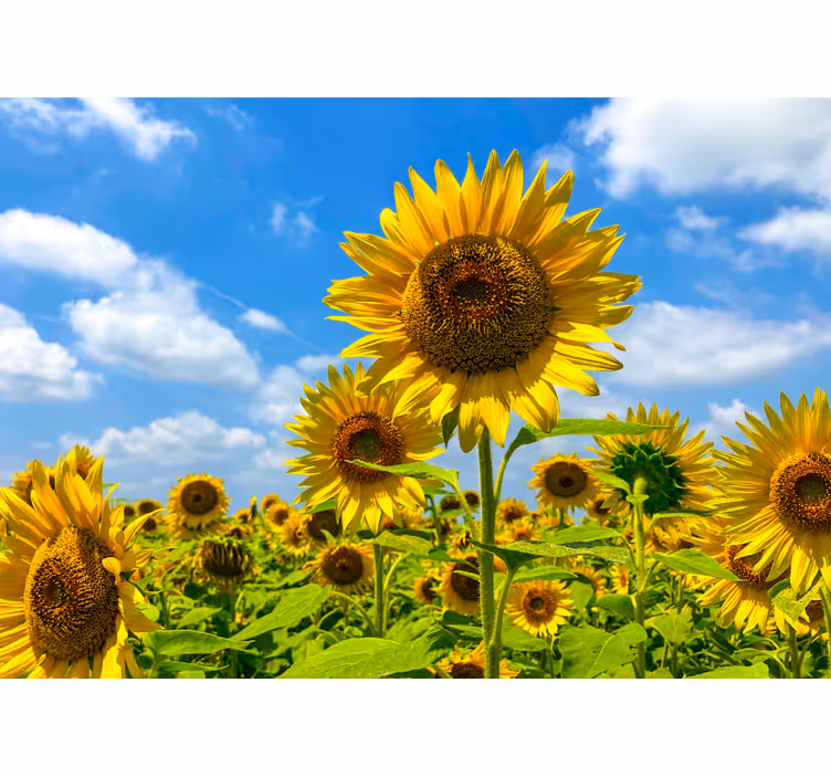 Fototapet blomster solblomstfelt scene - Tenstickers