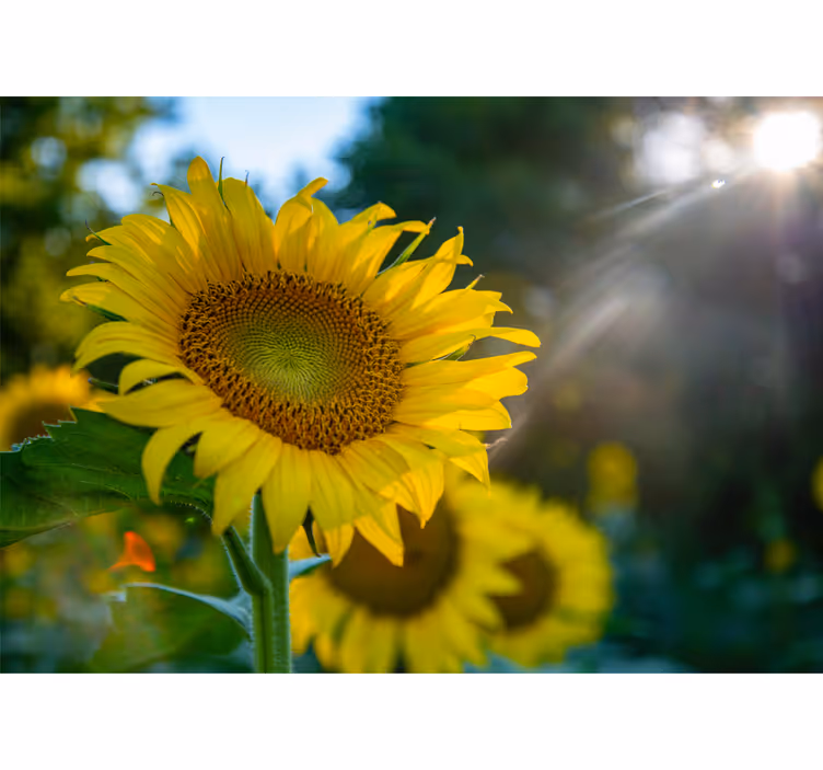 Fototapet blomster solsikkeblomstring lys - Tenstickers