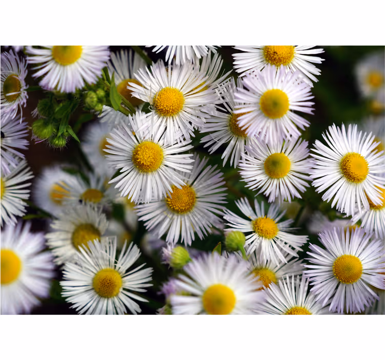 Fototapet blomster sjarmerende hvite tusenfryd - Tenstickers