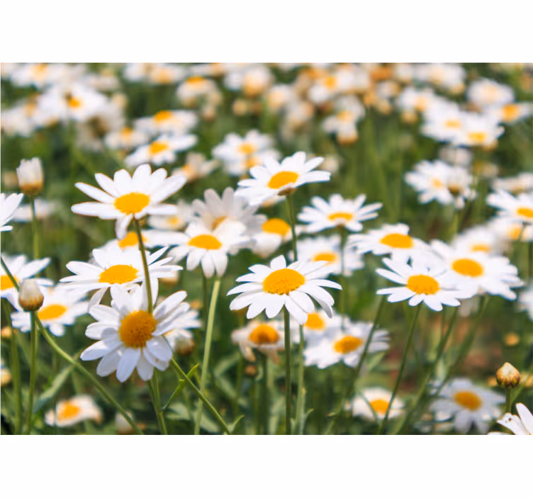 Fototapet blomster daisies blomstrer lyst - Tenstickers