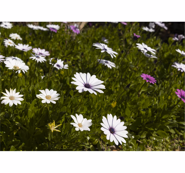 Fototapet blomster prestekrager og grønt - Tenstickers