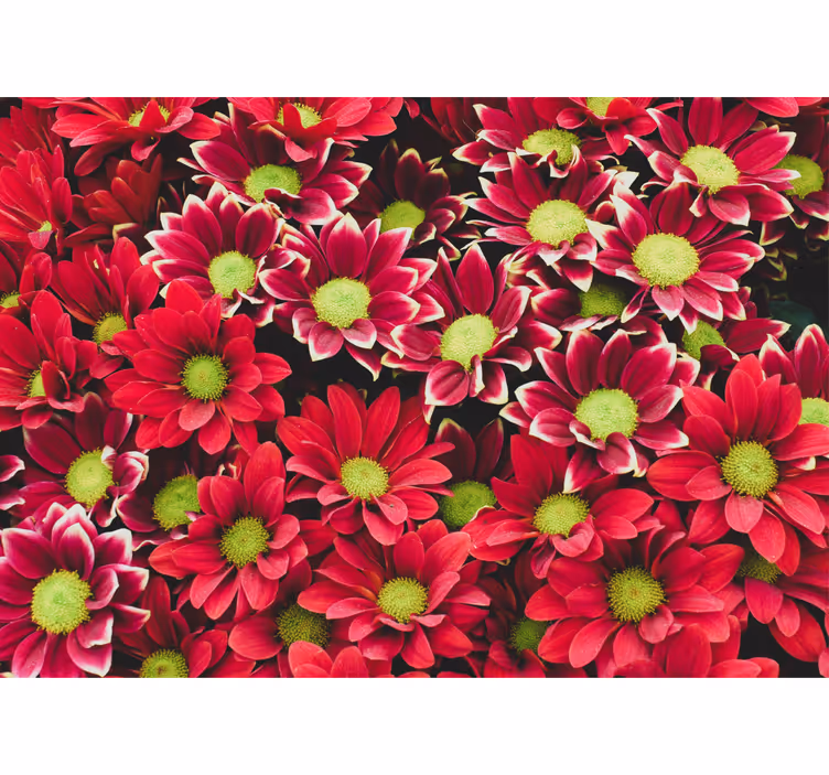 Fototapet blomster dyp rødt blomsterarrangement - Tenstickers