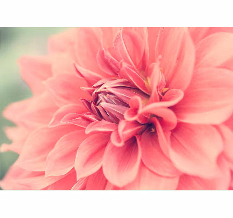 Fototapet blomster i livlige rosa blomster - Tenstickers