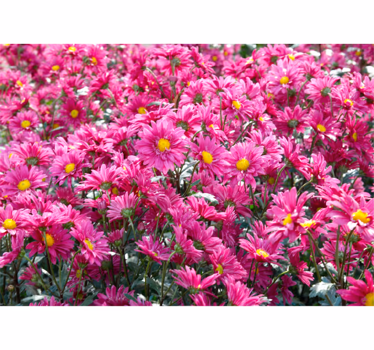 Rosa tusenfryd blomster feltet fototapet blomster - Tenstickers