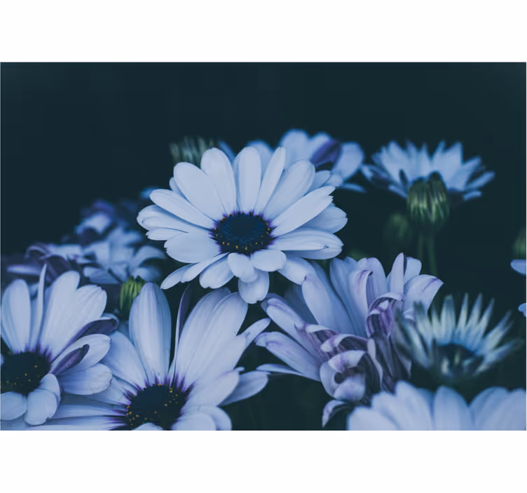 Fototapet blomster rolig blomsteroppsett - Tenstickers