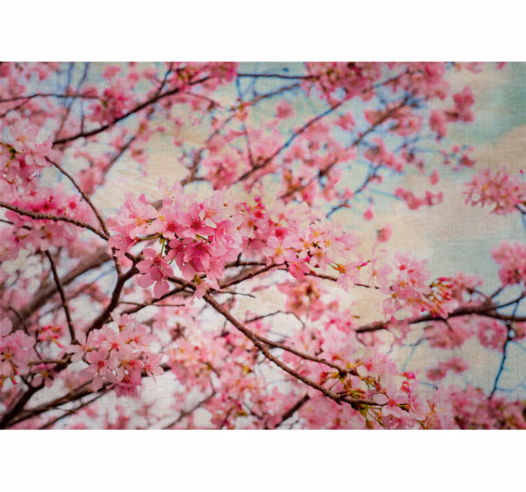 Fototapet blomster sakura-grener - Tenstickers