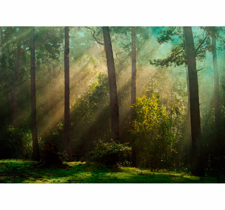 Dyp grønn skog med sollys fototapet natur - Tenstickers
