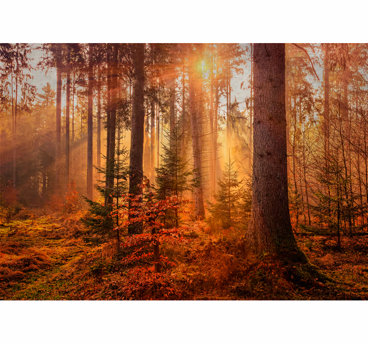 Fototapet skog strålende skogbelysning - Tenstickers