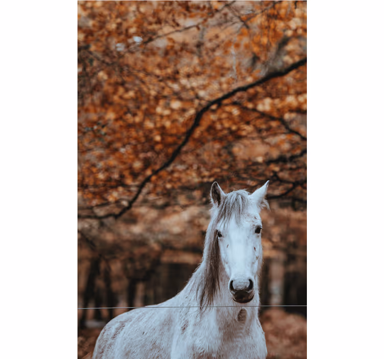 Majestetisk hvit hest fototapet dyr - Tenstickers
