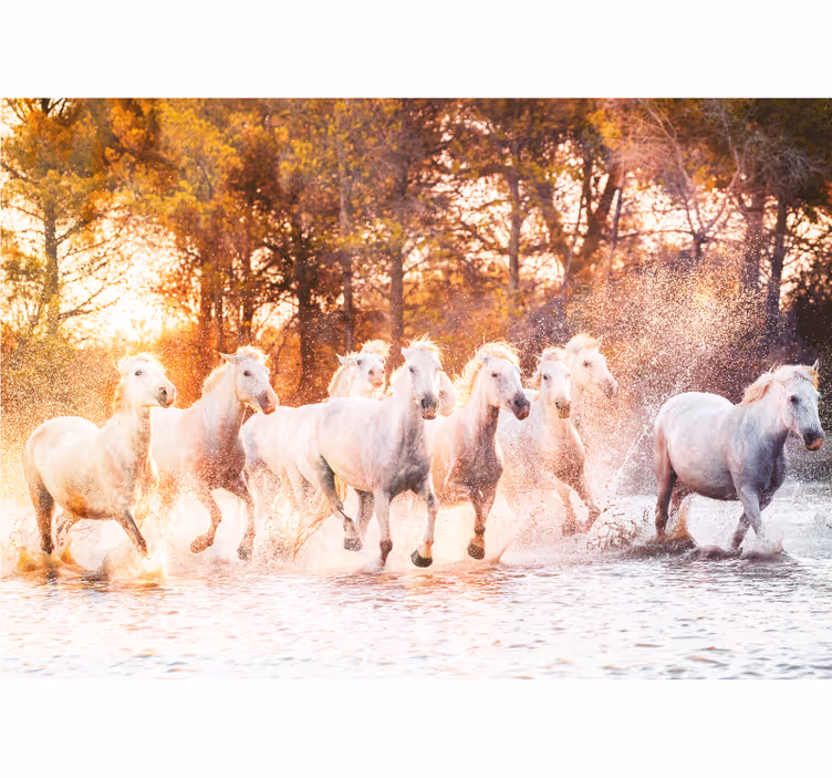 Fototapet dyr majestetiske hester i galopp - Tenstickers