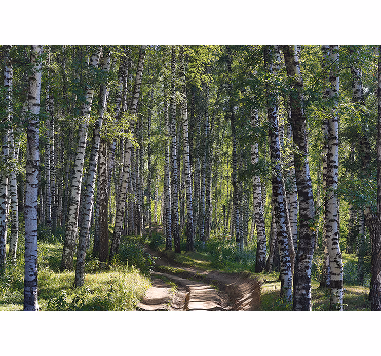 Grussti med mange bjørketrær fototapet skog - Tenstickers